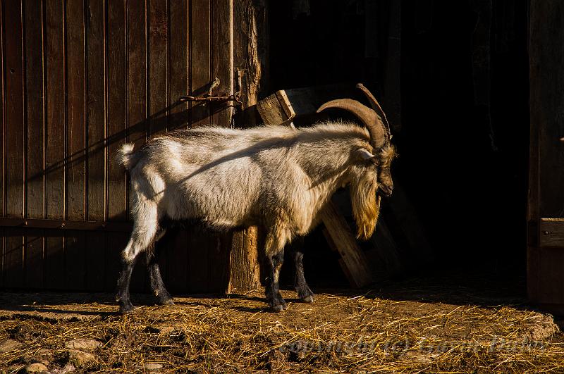 Goat, Molain IMGP3674.jpg